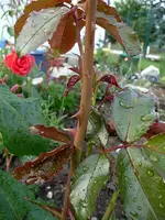 gloriagelbtrieb1.webp