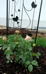Aldirose kletter4.webp