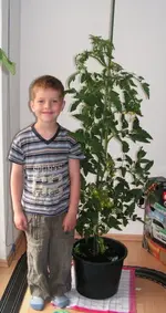 lukas-tomate.webp