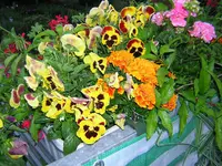 DSCN0211.webp