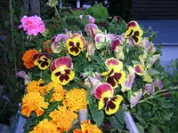 DSCN0214.webp