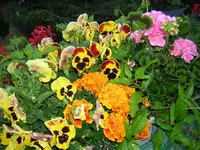 DSCN0216.webp