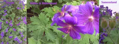 Bild109.webp