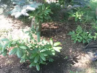 rhodo überlebt.webp