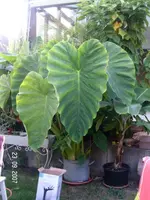 PICT1359.webp
