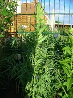 pflanzen 003.webp