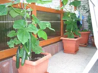 CIMG5 (2).webp