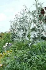 garten 090.webp