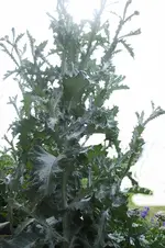 garten 107.webp