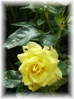 garten 103.webp