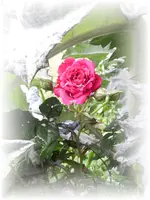 garten 105.webp