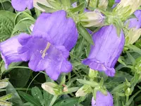 garten 097.webp