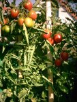 Tomaten2003.jpeg