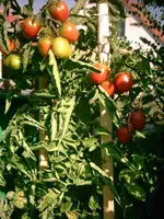 Tomaten2003.webp
