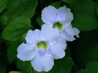 PICT0006 (Kopie).webp