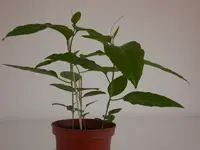 Maracuja Pflanze 1.webp