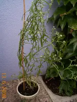 kresse 007.webp