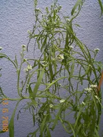 kresse 002.webp