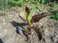 Canna.webp