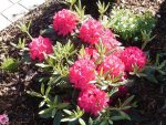 Rhododendron-1.JPG