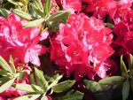 Rhododendron-2.JPG