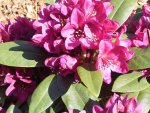 Rhododendron-3.JPG