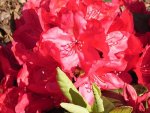 Rhododendron-4.JPG