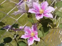 Clematis.webp