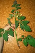 02.webp