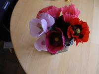 1681-Mohn.webp