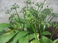 Bärlauch.webp