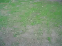 Rasen 001.webp