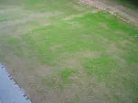 Rasen 002.webp