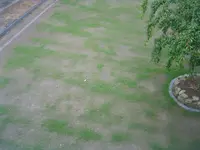 Rasen 004.webp