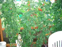 Cimg0748.webp