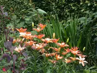 DSCN4293.webp