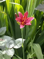 DSCN4294.webp