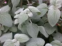 DSCN4318.webp