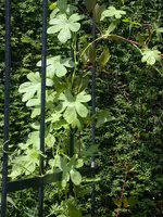 DSCN4303.webp