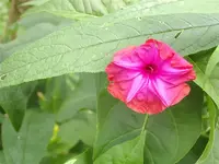 IMGP0391 (Medium).webp