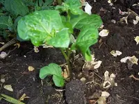 Böses Unkraut.webp