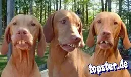 hunde.webp