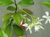 Jasmin 001.webp