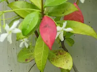Jasmin 002.webp
