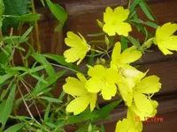 gelbe Blume.webp