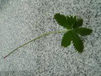 P1010007.webp