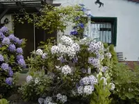 P5250031.webp