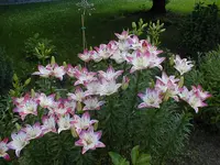 2.webp