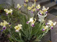 6.webp