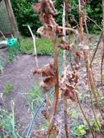 Himbeeren1.webp